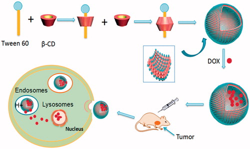 Figure 1. (A) Schematic description of the synthesis of Tween 60@2β-CD self-assembly vesicles loaded with DOX and their accumulation in tumor.