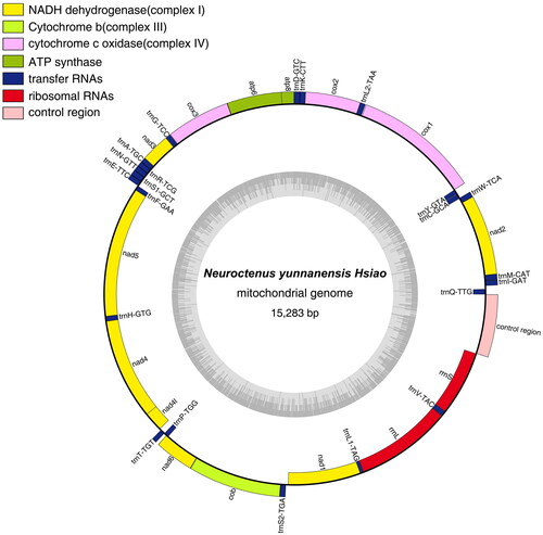 Figure 3. Gene map of the N. yunnanensis mitochondrial genome. Genes inside and outside the circle are transcribed clockwise and counterclockwise, respectively. The dark-gray inner circle corresponds to the GC content, and the light-gray circle corresponds to the at content.