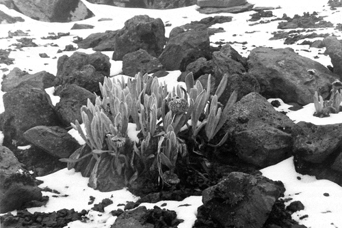 Figure 3. Clump of Senecio canescens near the summit of Mt. Corazón in January 1986. Photograph taken by P. Moret