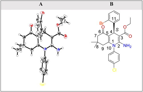 Figure 3. (A) ORTEP diagram of the S-enantiomer as a representative for the racemic mixture of compound 6f obtained from single crystal x-ray data drawn at 50% thermal ellipsoid probability. Red colour: oxygen atom, brick red colour: bromine atom, blue colour: nitrogen atom, and yellow colour: chlorine atom. (B) Chemical structure of S-enantiomer of compound 6f.