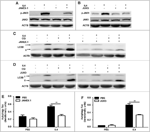 Figure 5. JAK signaling is required for IL4-induced autophagy in B cells. (A and B) Murine splenic B cells were treated with IL4 for 15 min in the presence or absence of the JAK3 inhibitor JANEX-1 (A) or the JAK1 inhibitor JUXO (Juxolitinib) (B), respectively. The phosphorylation of JAK3 and JAK1 was detected by immunoblotting of whole cell lysates. Data are representative of 2 independent experiments. (C to F) Murine splenic B cells were treated with IL4 for 24 h in the presence or absence of JANEX-1 (C and E) or JUXO (D and F), respectively. CQ was added for the last 6 h. The accumulation of LC3B-II was measured by immunoblotting of whole cell lysates. Bar graphs (mean ± SEM) represent of the impact of JANEX-1 (E) and JUXO (F) on IL4-induced autophagy flux in B cells as assessed in Figure 1(A). **, P<0.01; determined by the Student t test. Data are representative of 3 independent experiments.