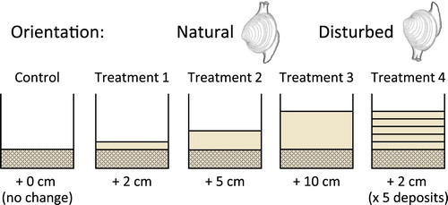 Figure 1. Experimental design for sediment deposition, where cockles were placed in either a natural (upright) or disturbed (inverted) orientation. Each bucket had a 5-cm basal sediment layer prior to 5 cockles (in 2 size classes) being placed in either an upright (experiment 1) or inverted (experiment 2a-b) orientation within the buckets. Control buckets received no sediment deposits; Treatments 1–3 varied in the amount of sediment deposited (2, 5 and 10 cm, respectively), while Treatment 4 had 2 cm deposited daily for 5 days (10 cm total).