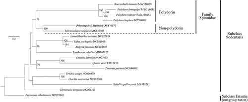 Figure 3. The consensus phylogenetic relationship of Prionospio cf. japonica (ON470577, in bold) and other annelids. Perinereis aibuhitensis was used as an out-group for tree rooting. Bootstrap values of > 70% as percentage of 1000 bootstrap replicates are shown on each node.