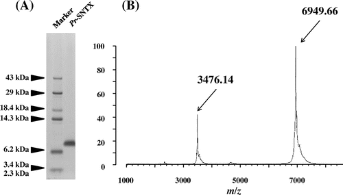Fig. 2. SDS-PAGE and MALDI-TOF-MS spectrometry analyses of recombinant Pr-SNTX protein.Notes: (A) Recombinant Pr-SLTX protein was expressed in E. coli and purified by TALON affinity column and a reverse-phase HPLC column, Intrada WP-RP. Purified protein (2 μg) was loaded on 12% NuPAGE (Life Technologies, Carlsbad, CA) and stained with Coomassie Brilliant Blue R-250. (B) The molecular weight of recombinant Pr-SNTX was verified by MALDI-TOF-MS using AXIMA Performance. The observed average molecular mass [M + H]+ of recombinant Pr-SNTX protein was 6949.66. The mass peaks at m/z 3476.14 correspond to [M + 2H]2+ for Pr-SNTX.