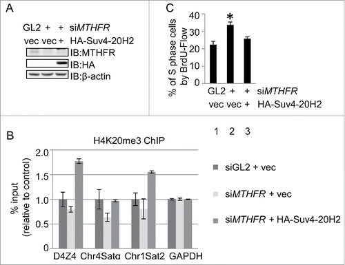 Figure 7. Overproduction of the H4K20 trimethyltransferase Suv4–20H2 rescues S phase and H4K20me3 levels in MTHFR-depleted cells. (A) IB indicated Suv4–20H2 overproduction in MTHFR-depleted cells. (B) ChIP analysis of the cells in A. qPCR data are presented as means ± SD of 3 independent experiments. (C) The cells in A were stained with BrdU and analyzed by flow cytometry, showing that Suv4–20H4 overproduction rescues the S phase accumulation defects in MTHFR-depleted cells. The asterisk indicates significant differences from Lane 1 (p values are: p1–2 = 0.002, p1–3 = 0.05).