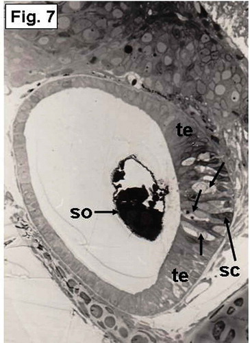 Figure 7. Hypophthalmichthys molitrix, 7 days after hatching. Light microscopy micrograph of a transverse section through the developing inner ear showing differentiation of the saccular macula into transitional epithelium (te) and sensory epithelium that differentiate into hair cells (arrows) and supporting cells (sc). so, saccular otolith. 300×.