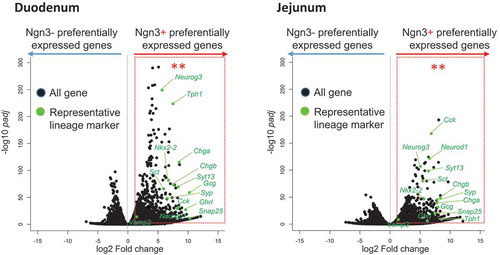 Figure 3. Statistical analysis of genes preferentially expressed in Ngn3+ vs Ngn3- cells derived from intestinal organoids of Ngn3-EGFP mice.