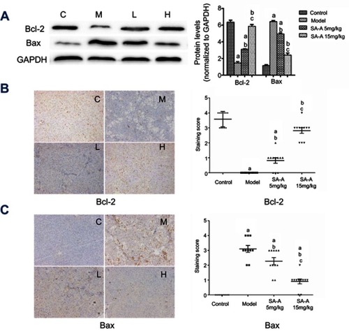 Figure 6 SA-A decreases CCl4-induced hepatocyte apoptosis. (A) Effects of SA-A on the expression of Bcl-2 and Bax in the liver tissues were measured by western blot analysis. Immunohistochemistry staining of (B) Bcl-2 and (C) Bax in the liver tissues, magnification: ×100. Data are expressed as the mean ± S.D. aP<0.05 as compared with control (C) group, bP<0.05 as compared with model (M) group, cP<0.05 as compared with SA-A 5mg/kg (L) group.