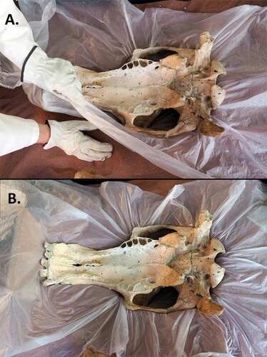 FIGURE 4. LACM 150150, A, being embedded in the sandbox to create the dividing line on the skull and, B, the margin leveled to support the flange.