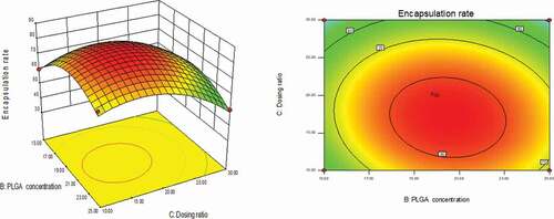 Figure 1. Curved surface effect diagram of the influence of dosing ratio and PLGA concentration on encapsulation efficiency