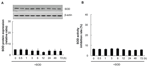 Figure S4 Transduction ability of SOD1 into DPSCs. SOD1 protein (2 μM) was incubated for various time intervals. (A) Transduction of SOD1 was analyzed by Western blotting with an anti-SOD1 antibody. β-actin was detected as a loading control. (B) The activity of the transduced SOD1 protein was analyzed in cultures of human DPSCs.Notes: Each bar represents the mean ± standard error of the mean obtained from four experiments. Four independent experiments were performed in duplicate.