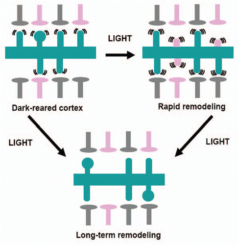 Figure 4 Light exposure induces a rapid remodeling of visual circuitry followed by stabilization. Two different phenomena modulate spine motility: one fast (within 2 h) and one slow (within 7 days). Slow recovery may be dependent on the initial fast response or may proceed through different mechanisms. Rapid changes in structural and functional events are mediated by NMDA receptors, while long-term changes are in part due to GABAergic transmission. Pink presynaptic terminals denote inappropriate connections. Gray terminals denote presynaptic terminal that form networks that serve visual processing. Pink spines denote inappropriate postsynaptic synapses in the processes of retraction.