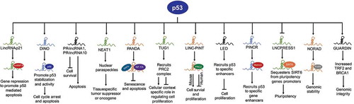 Figure 1. P53-regulated lncRNAs control diverse biological processes. Active p53 in response to DNA damage or other stimuli transcriptionally regulates the expression of several lncRNAs. LincRNA-p21 interacts with hnRNP K to promote gene repression and p53-mediated apoptosis. DINO stabilizes p53 protein in order to mediate and amplify p53-response. PR-lncRNA1 and PR-lncRNA-10 inhibit cell survival and promote apoptosis. NEAT1 forms nuclear paraspeckles and regulate gene expression to achieve context-specific tumour suppression or proliferation. PANDA exert pro-survival functions by sequestering transcription factor NF-YA away from the promoter of pro-apoptotic genes and recruits SAFA/PRC2 complex on senescence-promoting genes. TUG1 can promote or inhibit cell proliferation depending on cellular context or tumour type. Human and murine orthologues of PINT have distinct functions. LED and PINCR promote p53 activity at a subset of p53 targets by enhancing recruitment of p53 at specific enhancers. LNCPRESS1 is a pluripotency-specific p53-repressed lncRNA that sequesters histone deacetylase, SIRT6 away from promoters of pluripotency genes in order to maintain stemness. NORAD maintains genomic stability by sequestering PUMILIO proteins. GUARDIN stabilizes BRCA1 and increase expression of TRF2 to maintain genomic stability.