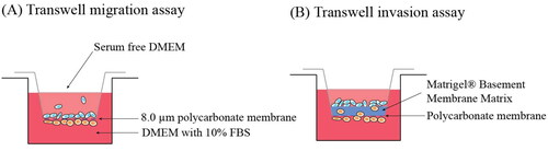 Figure 1. Schematic illustration of (A) transwell migration assay and (B) transwell invasion assay. BT-474 and BT-474R cells were seeded in the upper chamber in the serum-free DMEM and moved through the 8.0 µm pore membrane without or with Matrigel toward the lower chamber, containing DMEM with 10% FBS. Blue cell represents non-BCSCs and orange cells represent BCSCs.