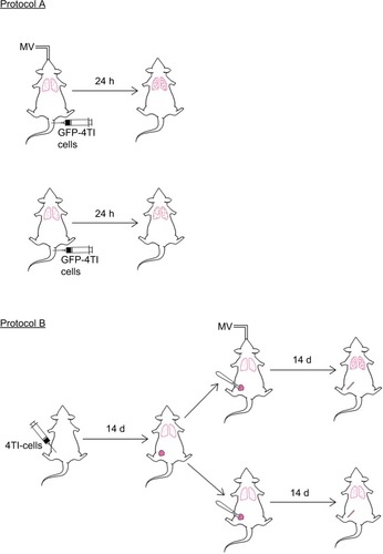 Figure 1 Schematic summary of the experimental protocols. Mice were injected with 4T1-GFP cells via the tail vein under intraperitoneal (i.p.) anesthesia, with or without MV. Twenty-four hours later, the mice were sacrificed for analysis of lung 4T1 tumor cells retention (Protocol A). In Protocol B, 4T1 cells were inoculated into the mammary fat pad of 6-week-old female BALB/c mice. Fourteen days later, mastectomy was done under i.p. anesthesia with or without MV. The mice were sacrificed at Day 28 for the lung metastasis assay as described in the “Materials and methods” section.Abbreviations: d, days; h, hours; MV, mechanical ventilation.