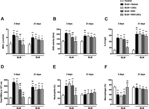 Figure 3. Effect of RSV-LNCs on BLM-induced pulmonary oxidative stress, IL-6 levels and leukocytic count in BALF. (A, B) Oxidative stress biomarkers: malondialdehyde (MDA) and superoxide dismutase (SOD) activity. (C) IL-6 levels in BALF measured by ELISA. (D–F) Total and differential WBCs count detected by an automated hemocytometer. Data are presented as the means ± S.D. (n = 8/group). Difference between groups at the same time point was analyzed by one-way ANOVA followed, when significant, by Tukey post-hoc test. *p < .05, **p ≤ .001 compared with control; #p < . 05, ##p ≤ .001 compared with BLM + vehicle group; €p < .05, €€p ≤ .001 compared with BLM + RSV group. Difference of data between acute (day 3) and chronic (day 21) BLM + vehicle groups was analyzed by unpaired t-test, where ¥p < .05, ¥¥p ≤ .001.