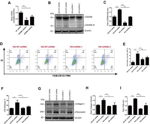 Figure 5 GSDME mediates secondary necrosis and fibrosis. (A–C) GSDME knock-down was verified using RT-qPCR and Western blot. (D and E) The percentage of cells dead by secondary necrosis decreases in GSDME shRNA transfected cells, as analyzed by flow cytometry. (F) Cell death is alleviated by GSDME knock-down as assessed by LDH release. (G–I) Immunoblotting reveals elevation of collagen I and fibronectin expression are inhibited in cells transfected with GSDME shRNA. Densitometry of the data in H and I. Results are representative of at least three independent experiments. Data from at least three independent experiments are shown as the means ± SEM. *p < 0.05, **p < 0.01, ***p < 0.001.Abbreviations: NG, normal glucose; HG, high glucose; NT shRNA, non-target shRNA; NS, not significant.