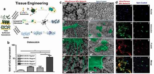 Figure 13. (a) Schematic description of introduction of FSP synthesized nanomaterials into the cell for TERM applications. (b) Real-time Reverse Transcription Polymerase Chain Reaction (RT-PCR) analysis of osteocalcin indicating up-regulation in cell culture in the presence of Sr-doped glass nanoparticles. (c) SEM micrograph depicting interaction between cell and coating after 14 days on the ultraporous neural network and spin-coated surface. (d) Immunostaining analysis of F-Actin and Osteocalcin. Reprinted with permission [Citation10,Citation132]