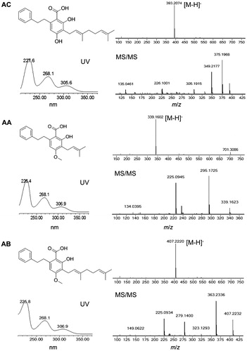 Figure 1. Chemical structures and UV and HR-ESI-MS spectra of three amorfrutins. AC, 2-carboxy-3,5-dihydroxy-4-geranylbibenzyl; AA, amorfrutin A; AB, amorfrutin B.