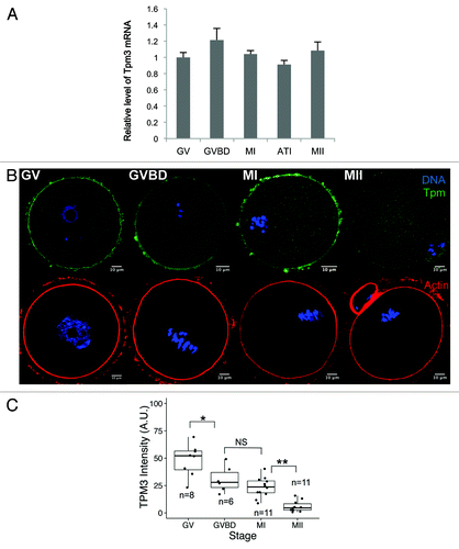 Figure 1. Dynamic changes in Tpm3 expression and localization during mouse oocyte maturation. (A) Quantitative PCR of Tpm3 mRNA during mouse oocyte maturation. Samples were collected after culturing for 0, 4, 8, 9.5, or 12 h, when oocytes had reached germinal vesicle (GV), germinal vesicle breakdown (GVBD), metaphase I (MI), anaphase-telophase I (ATI), and metaphase II (MII) stages, respectively. Each sample contained 20–30 oocytes. Triplicate results are expressed as the mean and SEM (B) Subcellular localization of Tpm3 and actin during oocyte maturation. Top: GV, GVBD, MI, and MII stages oocytes were stained with the Tpm3-specific monoclonal antibody CG3 and this is shown in green. DNA was stained with Hoechst 33342 and this is shown in blue. Bottom: Oocytes at equivalent stages were stained with phalloidin to label actin and this is shown in red. (C) Quantification of the intensity of Tpm3 immunostaining in the region of cortical actin. Tpm3 was stained using the monoclonal antibody CG3. The cortical localization of Tpm3 was quantitated using ImageJ and is expressed as the mean grayscale value of this fluorescence staining. Box range represents the SEM, whiskers represent the standard error, and the line inside the box represents the mean. Statistical difference was assessed by an ANOVA followed by Tukey post-hoc test. *P < 0.05; **P < 0.01; N.S., not significant.
