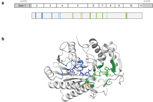 Figure 1. Schematic representation of GALE cDNA and protein. (a) Schematic representations of GALE cDNA and UDP-galactose 4-epimerase (GALE protein). GALE encodes a 348 amino acids (aa) protein containing multiple sites for NAD+ binding (blue) (aa from Gly12 to Ile14 (Gly12-Ile14), Asp33-Asn37, Asp66-Ile67, Phe88, Lys92, Lys161, and Tyr185), substrate UDP-glucose binding (green) (aa Ser132-Thr134, Tyr185-Asn187, Asn206-Leu208, Asn224-Phe226, Arg239, and Arg300-Asp304), and a proton acceptor site (yellow) (aa Tyr157). (b) Structural 3D representation of GALE (Rcsb:1ek6). The protein is colored gray, with NAD+ binding sites in light blue, UDP-glucose-binding sites in green, and the proton acceptor site in yellow. NADH molecule and UDP-glucose are represented in dark blue and light green, respectively. Image was created using ChimeraX 1.3 software.