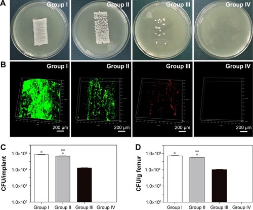 Figure 3 Microbiological evaluation of the implants and bones.Notes: (A) Rollover cultures obtained from the explanted rods. (B) Confocal laser scanning microscopy observations of the explanted rods. The live bacteria were stained with SYTO 9 and fluorescence green, and the dead bacteria were stained with propidium iodide and fluorescence red. The magnification is ×100. (C) Number of detached adhered bacteria and amount of biofilm after the rods were rolled over TSA. (D) Quantity of CFU/g of pulverized femur. *Denotes a significant difference compared with groups III and IV (P<0.01, n=3). **Denotes a significant difference compared with group I (P<0.05, n=3). Groups I, II, III, and IV indicate Ti + S. aureus, NT + S. aureus, NT-G + S. aureus, and Ti + PBS, respectively. Ti, titanium without modification.Abbreviations: NT, nanotubes; NT-G, gentamicin-loaded nanotubes; PBS, phosphate-buffered saline; S. aureus, Staphylococcus aureus; TSA, tryptone soy agar; CFU, colony-forming unit.