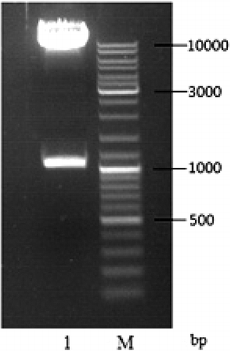Figure 4. Identification of recombinant vector pPIC9K-TS2T by double enzyme digestion. Lane 1, linearized plasmid pPIC9K-TS2T (EcoRI/NotI); M, DL10000 DNA Maker.