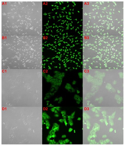 Figure 5 Cellular internalization of gambogic acid (GA) (A and C) and GA-loaded poloxamer/TPGS mixed micelles (B and D) by confocal laser scanning microscopy in breast cancer MCF-7 cells (A and B) and multidrug resistant NCI/ADR-RES cells (C and D) after 4 hours of incubation. Images show an increased uptake of GA-loaded micelles inside the multidrug resistant NCI/ADR-RES cells.Abbreviations: TPGS, D-α-Tocopheryl polyethylene glycol 1000 succinate.