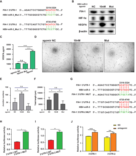 Figure 6 HBV-miR-3 inhibits FIH-1 protein expression by targeting 3’-UTR of FIH-1 mRNA. (A) Mutant sequences of HBV-miR-3. (B) Western blot analysis of FIH-1, HIF-1α and VEGFA protein expression of HepG2 cells after been transfected with HBV-miR-3 agomir control, 10nM agomir and mutant agomir. (C) ELISA analysis of VEGFA levels of supernatant of HepG2 cells transfected with HBV-miR-3 agomir, HBV-miR-3 agomir_Mut and negative control. (D) Representative pictures of lumen formation assay. Scale bar=200 μm. (E) Junction numbers of HUVEC of lumen formation assay. (n=3). (F) Total lumen lengths of HUVEC for lumen formation assay. (n=3). (G) Wild-type and mutant fragments of the 3ʹ-UTR of FIH-1 mRNA. (H and I) Luciferase activity of HepG2 cells transfected with HBV-miR-3 agomir and the wild-type or mutant fragment of the 3ʹ-UTR of FIH-1 mRNA. (J) Luciferase activity of HepG2.2.15 cells co-transfected with HBV-miR-3 antagomir and the wild-type of the 3ʹ-UTR of FIH-1. The error bars represent the SD from at least three independent biological replicates. Student’s t-test was used to calculate p values, represented as * p< 0.05; ** p < 0.01; *** p < 0.001; **** p < 0.0001. The error bars represent the SD from at least three independent biological replicates. ANOVA was used to calculate p values, represented as * p< 0.05; ** p < 0.01; n.s, not significant.
