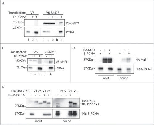 Figure 4. Interaction between PCNA and the newly identified partners. (A) SetD3 interacts with PCNA. Soluble nuclease-treated protein extracts were made from MRC5 cells transfected as indicated. Immunoprecipitations were performed using an anti-PCNA polyclonal antibody (+) or a non-specific control IgG (−) and input material (i), unbound material (u) and immunoprecipitated material (b) was analyzed by western blotting using anti-V5 and anti-PCNA primary antibodies. (B) Maf1 interacts with PCNA. Immunoprecipitations were performed and analyzed as in A), using extracts from cells transfected with V5-Maf1 or controls as indicated. (C) Recombinant Maf1 interacts with PCNA. Recombinant His-HA-Maf1 and His-S-PCNA were individually expressed in E. coli. Soluble protein extracts were produced and mixed together or with control extracts (from cells expressing empty vectors or His-HA-GST) as indicated. His-S-PCNA was affinity purified on S-resin and the bound, and input, fractions analyzed by western blotting using anti-PCNA or anti-HA antibodies. (D) Recombinant RNF7 interacts with PCNA. Recombinant His-tagged RNF7 variants 1 (v1) or 4 (v4) and His-S-PCNA were individually expressed in E. coli. Extracts were produced and mixed together as in C). Proteins associated with S-resin were analyzed by western blotting using anti-His antibodies. In all parts the migration positions of protein molecular weight markers are indicated.