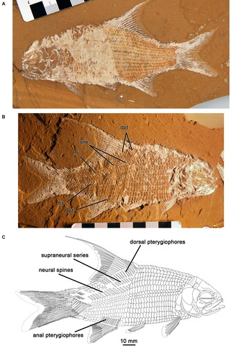 Fig. 4. Aphnelepis australis. A, AM F141884. Original rock in lateral view showing scale pattern. B, Lateral view of counterpart (AM F141883) showing traces of endoskeleton on posterior half of body. Abbreviations: apt, anal pterygiophores; dpt, dorsal pterygiophores; hs, haemal spines; ns, neural spines; sne, supraneural spines. C, Reconstruction of Aphnelepis australis based on AM F141883.