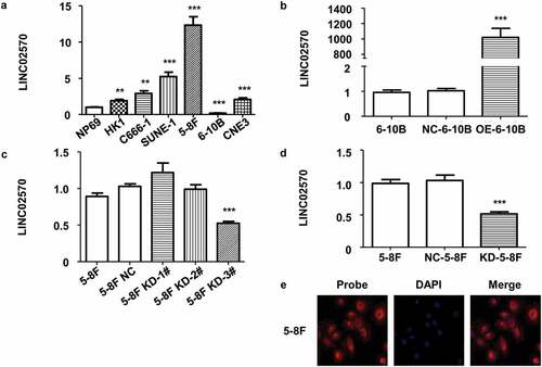 Figure 2. Stable overexpression/knockdown, and LINC02570 location in NPC cell lines. (a) LINC02570 expression in NPC cell lines and a nasopharyngeal epithelial cell line. NP69 was a noncancerous control for NPC cell lines. (b) LINC02570 expression was stably up-regulated. 6–10B and NC-6-10B were controls relative to OE-6-10B. (c) LINC02570 was transiently knocked down in 5–8 F. 5–8 F and 5–8 F NC were considered control samples for 5–8 F KD-1#, 2# and 3#. (d) LINC02570 was stably knocked down. 5–8 F and NC-5-8 F were control samples for KD-5-8 F. (e) LINC02570 was mainly located in cytoplasm (magnification: 400x). **p < 0.01, ***p < 0.001