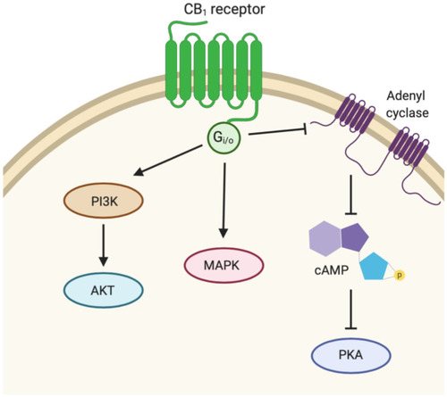 Figure 2 Signaling pathway activity downstream of CB1. Activated CB1 receptor couples with Gi/o to inhibit adenyl cyclase (AC) activity, thus inhibiting cyclic adenosine monophosphate (cAMP) production and protein kinase A (PKA) activity. CB1 receptor activation also regulates mitogen-activated protein kinases (MAPK) and phosphoinositide 3-kinase (PI3K)/protein kinase B (Akt) pathways.