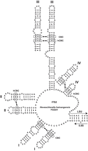 Figs 6. Secondary structure model of the internal transcribed spacer 2 (ITS2) of Heveochlorella hainangensis FGG01. Helices I, II, IV and the conserved part of helix III are shown for H. roystonensis ITBB A3-8 for comparison. Hemi-compensatory base changes (hCBCs) and full compensatory base changes (CBCs) are indicated for each helix.