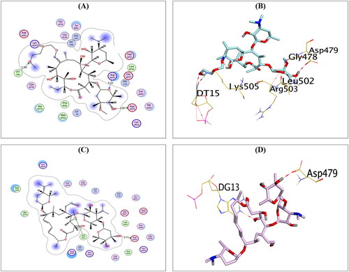 Figure 5. The 2D and 3D binding interactions of compounds RO (A,B), and SP (C,D) reveal their binding interactions at the topoisomerase II-DNA complex active site (PDB: 3QX3).