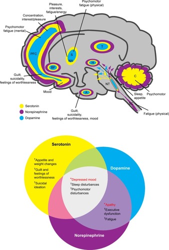 Figure 3 Neurotransmitters and their hypothetically malfunctioning brain circuits in regions associated with the diagnostic symptoms for depression.