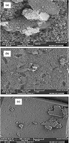 Figure 5. (a–c) SEM images of biosynthesized Mn dioxide NPs. (d–f) SEM images of fabricated Mn dioxide/eggshell NC.