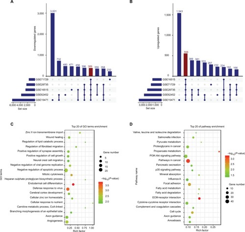 Figure 1 DEGs in five GEO datasets.Notes: The figure shows 389 downregulated (A) and 556 upregulated (B) genes in PC samples. (C) GO biological process analysis for the DEGs. (D) KEGG pathway enrichment analysis for the DEGs. Set size refers to the number of genes differentially expressed between tumor and non-tumor samples in different GEO datasets.Abbreviations: DEGs, differentially expressed genes; GO, Gene ontology; KEGG, Kyoto Encyclopedia of Genes and Genomes; PC, pancreatic cancer.