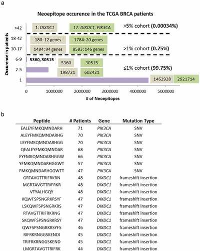 Figure 4. Neoantigen recurrence in the TCGA BRCA patients. (a) The occurrences of class-I (brown box) and class-II (green box) neoepitopes in 1, 2–5 (<0.6%), 6–9 (0.6%-1%), 10–17 (1%-2%), 18–42 (2%-5%), and >42 (>5%) patients. For neoepitopes that occurred in >1% cohort, the numbers of recurrent neoepitopes were followed by the numbers of genes they affected. (b) The peptide sequences, number of recurrence among patients, gene names and mutation types of the 18 neoepitopes that occurred in >42 patients