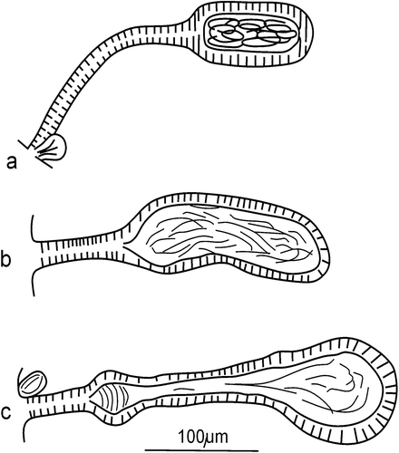Figure 8 Cognettia anomala, C. paxi, C. valeriae n. sp. Comparison of the shape of spermathecae. a, C. anomala (after Dumnicka Citation1976); b, C. paxi (after material from Careser stream, Italy, leg. V. Lencioni and B. Maiolini, det. E. Dumnicka); c, C. valeriae n. sp.