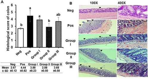 Figure 5 Histology of the colon in various administration groups. (A) Histological score of the colon. Negative control and B. longum treatment groups had lower histological scores compared to positive control and other treatment groups. All values are expressed as mean ± SD and analyzed using Kruskal-Wallis and Games-Howell multiple comparison test. Different letters/notations represent statistically significant differences (p < 0.05). (B) H&E staining of colonic tissue. Image on the right side with a magnification of 100x, showed the damage of colonic mucosa such as erosion and ulceration (black triangle), and accumulation of inflammation (black arrow). The left side (400x magnification) showed assessment of the level of inflammation with the presence of neutrophils (red arrow).