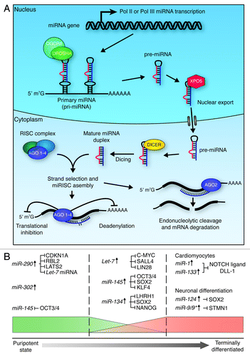 Figure 5. miRNA biogenesis and function in ES cell differentiation. (A) Micro RNA biogenesis. Primary transcripts (pri-miRNAs) are generated through RNA pol II or pol III transcription, which then undergo RNase III cleavage, mediated by the DROSHA/DGCR8 complex, to generate ~70 nt pre-miRNAs. XPO5 exports these pre-miRNAs to the cytoplasm, where they are further cleaved by DICER to generate mature double-stranded RNA duplexes. One strand of these duplexes is then bound by one of four Argonaute proteins (AGO 1–4) to form active RISC complexes, which can modulate gene expression through translational inhibition, or mRNA deadenylation. If the miRNA is perfectly matched to the target sequence, endonucleolytic cleavage of the mRNA transcript can occur through the ‘slicer’ activity of AGO2.Citation139,Citation145 (B) miRNAs play roles in the maintenance of pluripotency (left section), the onset of differentiation (middle section), and the maintenance of terminal differentiation (right section). In order to maintain pluripotency, miRNAs act to promote maintenance of cell cycle progression (CDKN1A, RBL2 and LATS2 inhibition) and de novo DNA methylation (RBL2 inhibition), and suppress factors that promote differentiation (Let-7 inhibition). In order to promote differentiation, miRNAs act to block self-renewal and core pluripotency factor production. miRNAs maintain terminal differentiation by suppressing gene expression associated with other lineages (miR-1 and miR-133), block self-renewal (miR-124) and maintain the state of the specific lineage (miR-9/9*).