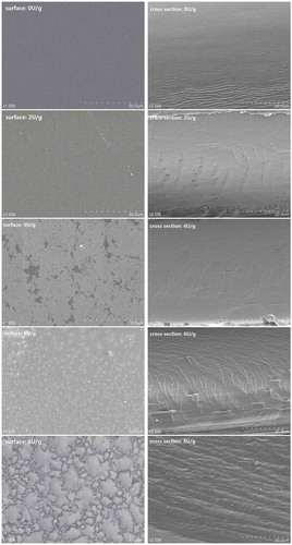 Figure 3. SEM of natamycin gelatin-based fungistatic edible films was treated with different concentrations of TGase.