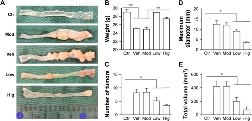Figure 4 RTHF suppresses colon tumor growth in mice.