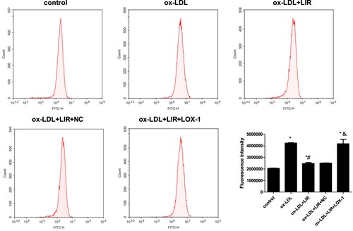 Figure 5. Effect of liraglutide on ox-LDL-induced LOX-1-mediated ROS generation. Cells transfected with pcDNA3.1 null control or pcDNA3.1-LOX-1 were treated with 20 µg/mL ox-LDL alone or combined with 1000 nM liraglutide and intracellular ROS levels were determined by flow cytometry. The results of three independent experiments were expressed as mean ± SE. *P < 0.05 compared to control, #P < 0.05 compared to ox-LDL group, &P < 0.05 compared to ox-LDL + liraglutide group.