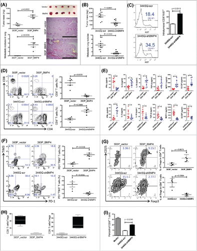 Figure 1. BMP4 promotes tumor growth and metastasis via an immunosuppressive microenvironment. (A) 1 × 106 393P_vector and 393P_BMP4 tumor cells were subcutaneously injected into 129/Sv mice. Mice were sacrificed, and tumor weight and lung metastatic nodules were measured 6 weeks post-cell injection. The summary of tumor mass and lung metastatic nodules is shown in the left panel (n = 5 animals/group). The tumor photos are shown on the right top. H- and E-stained lung tissue is shown in the right bottom, indicating the metastatic lesions. Scale bar, 2 mm. (B) 1 × 106 344SQ-scr and 344SQ-shBMP4 tumor cells were subcutaneously injected into 129/Sv mice (n = 10/group). Mice were sacrificed, and tumor weight and lung metastatic nodules were measured 6 weeks post-cell injection. The summary of tumor mass and lung metastatic nodules is shown in the panel. (C) Intratumoral Ki67+CD8+ T cells in 344SQ-scr or 344SQ-shBMP4 primary tumors 2 weeks post-subcutaneous injection of cancer cells into 129/Sv mice. Representative histograms are shown on the left, and mean Ki67+ populations of gated CD8+ T cells in total T cells are shown on the right (n = 5). (D) Fluorescence-activated cell sorting analysis of CD4+TIL and CD8+TIL frequency from 393P_vector, 393P_BMP4, 344SQ-scr, or 344SQ-shBMP4 (n = 5) primary tumors. Analysis was done 2 weeks post-cancer cell injection. The representative plots are shown on the left, and the aggregate data is shown on the right. (E) 2 × 106 indicated cells were subcutaneously injected into 129/Sv mice (four mice each group). Tumors were harvested and tumor lysates prepared 2 weeks post-cancer cell injection. ELISA assays were conducted twice and the data were pooled. *p < 0.05, **p < 0.01, ***p < 0.001, ****p < 0.0001. (F and G) Fluorescence-activated cell sorting analysis of (F) T cell dysfunction markers PD1 and TIM3 expression on CD8+ T cells, and (G) Foxp3+ regulatory T cells from 393P_vector, 393P_BMP4, 344SQ-scr, or 344SQ-shBMP4 (n = 5) primary tumors. Analysis was done 2 weeks post-cancer cell injection. The representative plots are shown on the left, and the statistical summary is shown on the right. (H) The CD8+/Treg ratio was calculated by dividing the total number of CD8+ TILs infiltrating the tumor by the total number of CD4+Foxp3+ T-cell infiltrate. Percent of CD8+ T-cell infiltrate was calculated as a percent of total CD3+ T-cell infiltrate. The percent of Treg infiltrate was calculated as a percent of total CD4+ T cells in the tumor fraction. (I) CD8+ T cell numbers were measured in splenocytes cultured with or without cancer cells for 5 d in the presence of anti-CD3 stimulation (5 μg/mL) and Interleukin 2 (1 μg/mL). Results are means with standard deviations for triplicate samples.