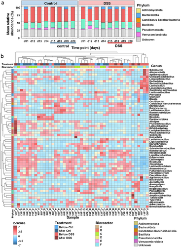 Figure 2. Taxonomic composition of microbial communities. a: mean relative abundances of bacterial phyla based on relative protein group intensities for each day with either exposure to DSS or PBS (n= 3). b: clustered heatmap of bacterial genera abundances (z-scores). Top horizontal annotation bar depicts treatment, lower horizontal annotation bar depicts bioreactor of origin. Vertical annotation bar depicts phylum.