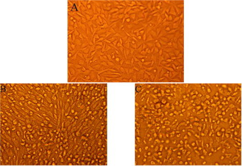 Figure 3. CPE of DTMUV-AH2011 in BHK-21 cells. (A) Normal BHK-21 cell control; (B) Phase contrast photomicrographs of BHK-21 cells 60 h post-infection with DTMUV-AH2011, mild CPE occurred with the cells rounding up; (C) Phase contrast photomicrographs of BHK-21 cells 72 h post-infection with DTMUV-AH2011, extensive CPE occurred with the cells rounding up and floating free from the surface of the flask. The viral stock after five passages was used as the inoculum.
