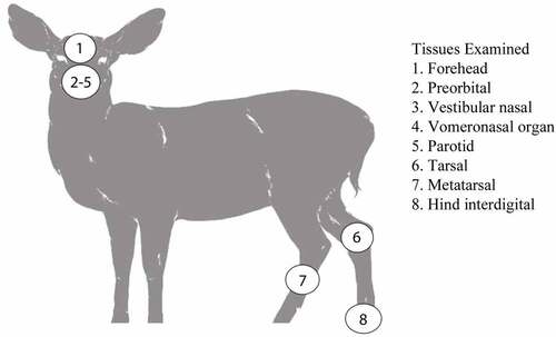Figure 1. Scent glands and non-integumentary tissues sampled from mule deer and white-tailed deer from Canadian forces base wainwright, Alberta.