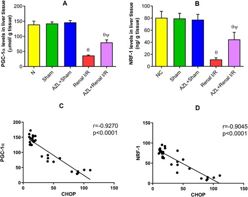 Figure 4. A&B: The effect of azilsartan (AZL, 3 mg/kg/day, PO for 7 days) on mitochondrial biogenesis-related proteins in liver tissues of sham and renal ischemic rats. Each bar represents the mean ± SD of six rats per group; ϴp < 0.001 vs. NC and sham control groups; ΨP < 0.001 vs. Renal I/R group. C&D: Parametric Pearson correlation between CHOP and mitochondrial biogenesis-related proteins. PGC-1α: Peroxisome proliferator-activated receptor gamma coactivator 1-alpha; NRF-1: Nuclear respiratory factor-1.